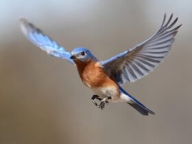 Feather-inspired wing flaps can prevent planes from stalling