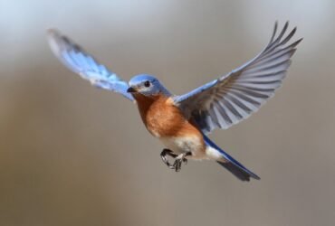 Feather-inspired wing flaps can prevent planes from stalling