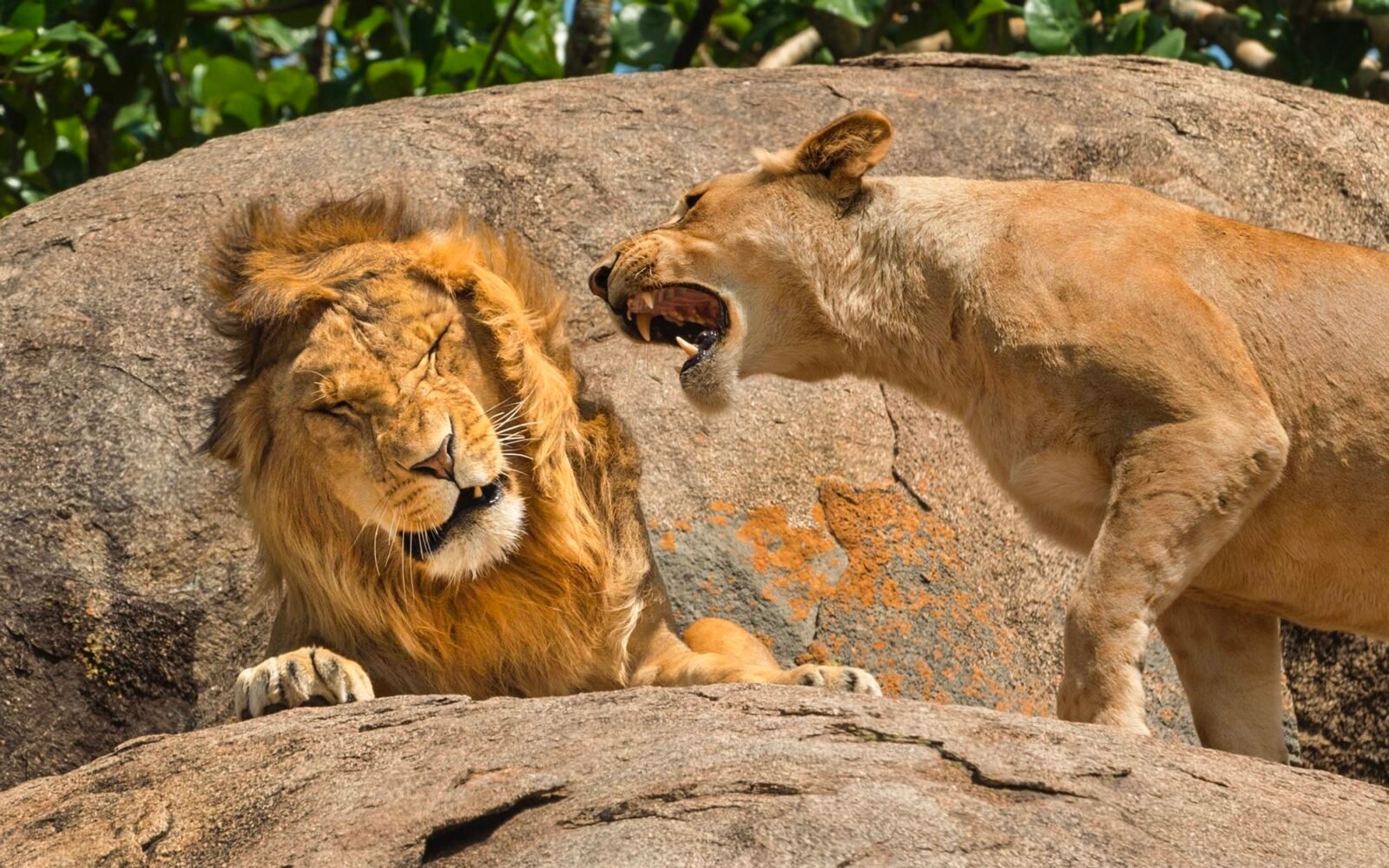 a lioness roars in the ear of a male lion