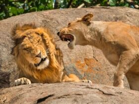 a lioness roars in the ear of a male lion