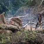 From Bolivia To Indonesia, Deforestation Continues Apace