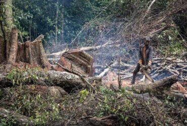 From Bolivia To Indonesia, Deforestation Continues Apace