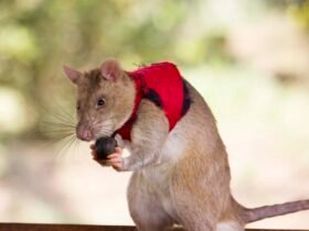 A rat wearing a red vest holds a small brown ball.