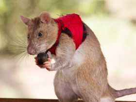 Giant three-pound rats, trained to detect illegal poaching