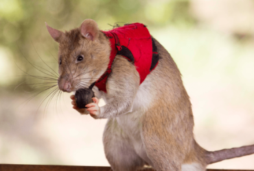 Giant three-pound rats, trained to detect illegal poaching