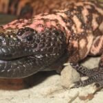 Gila monster spit inspired new way to detect rare pancreatic tumors