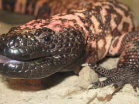 Gila monster spit inspired new way to detect rare pancreatic tumors