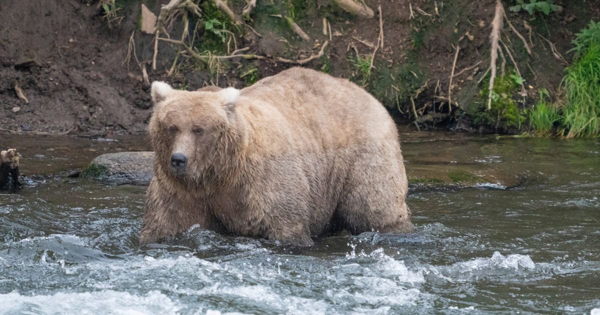 Grazer Beats The Behemoth That Killed Her Cub To Win Alaska's Fat Bear Contest