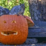 Here's how to make your pumpkins squirrel-proof