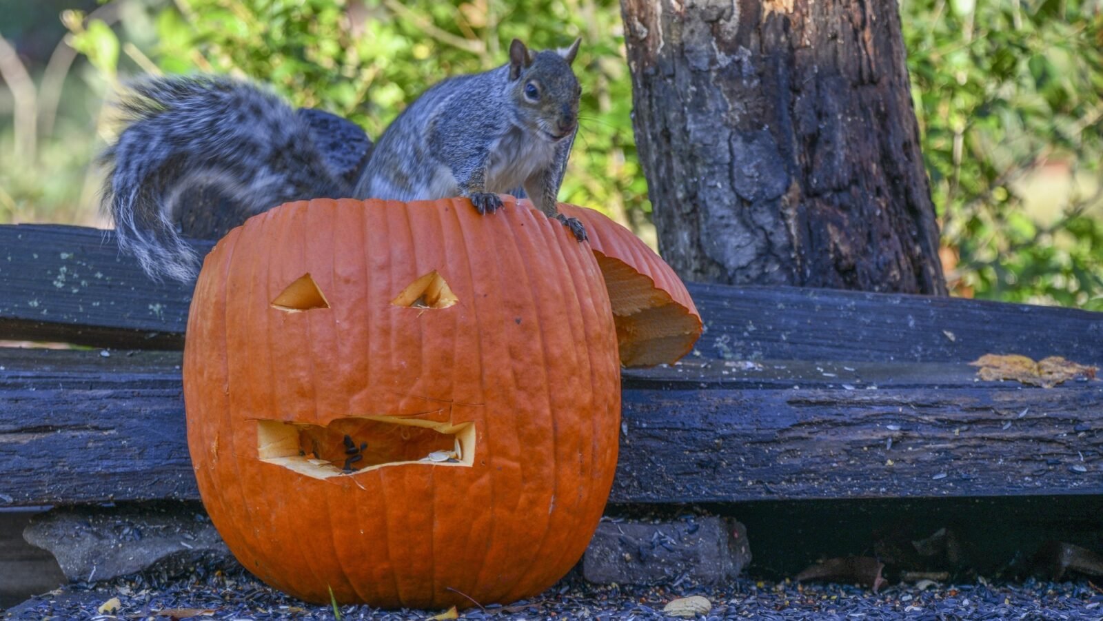 Here's how to make your pumpkins squirrel-proof