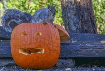 Here's how to make your pumpkins squirrel-proof