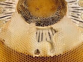 a detail of an artwork made with wooden circular frames, beads, and honeycomb organically made by bees directly onto the surface