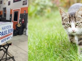 How to upgrade campaign signs into cat shelters