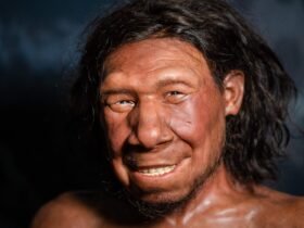 Photo of reconstruction of the face of the oldest Neanderthal found in the Netherlands, nicknamed Krijn, on display at the National Museum of Antiquities in Leiden