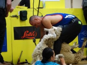 Kiwis win transtasman shearing test