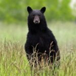 Lake City man attacked by black bear, three cubs inside home