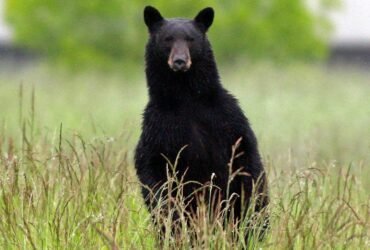 Lake City man attacked by black bear, three cubs inside home