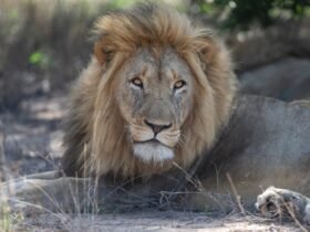 Lions Maul Zookeeper To Death At Crimea Safari Park