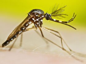 A male mosquito is seen in profile against a lime green background.