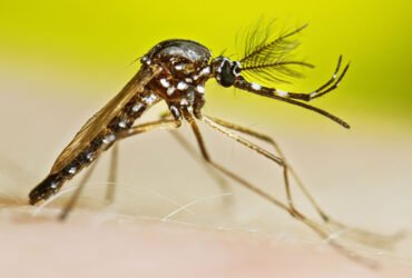 A male mosquito is seen in profile against a lime green background.