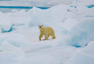 A polar bear walks across the snow