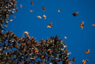 Several dozen monarch butterflies cling to an oyamel fir tree. More monarchs fly above it.