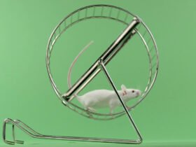 Semaglutide saps mice’s motivation to run