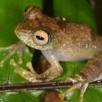 Seven newly named frog species make whistles that sound like Star Trek