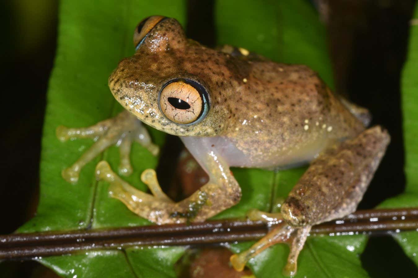 Seven newly named frog species make whistles that sound like Star Trek