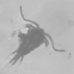 Sorry, zooplankton don't want to eat your poop