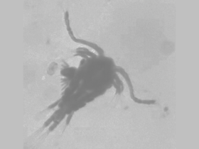 Sorry, zooplankton don't want to eat your poop