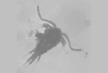 Sorry, zooplankton don't want to eat your poop