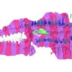 A 3-D reconstruction of an ancient millipede fossil