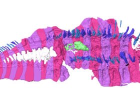 A 3-D reconstruction of an ancient millipede fossil