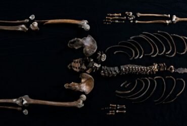 This Skeleton Is The First Person Ever Found From a Norse Saga : ScienceAlert