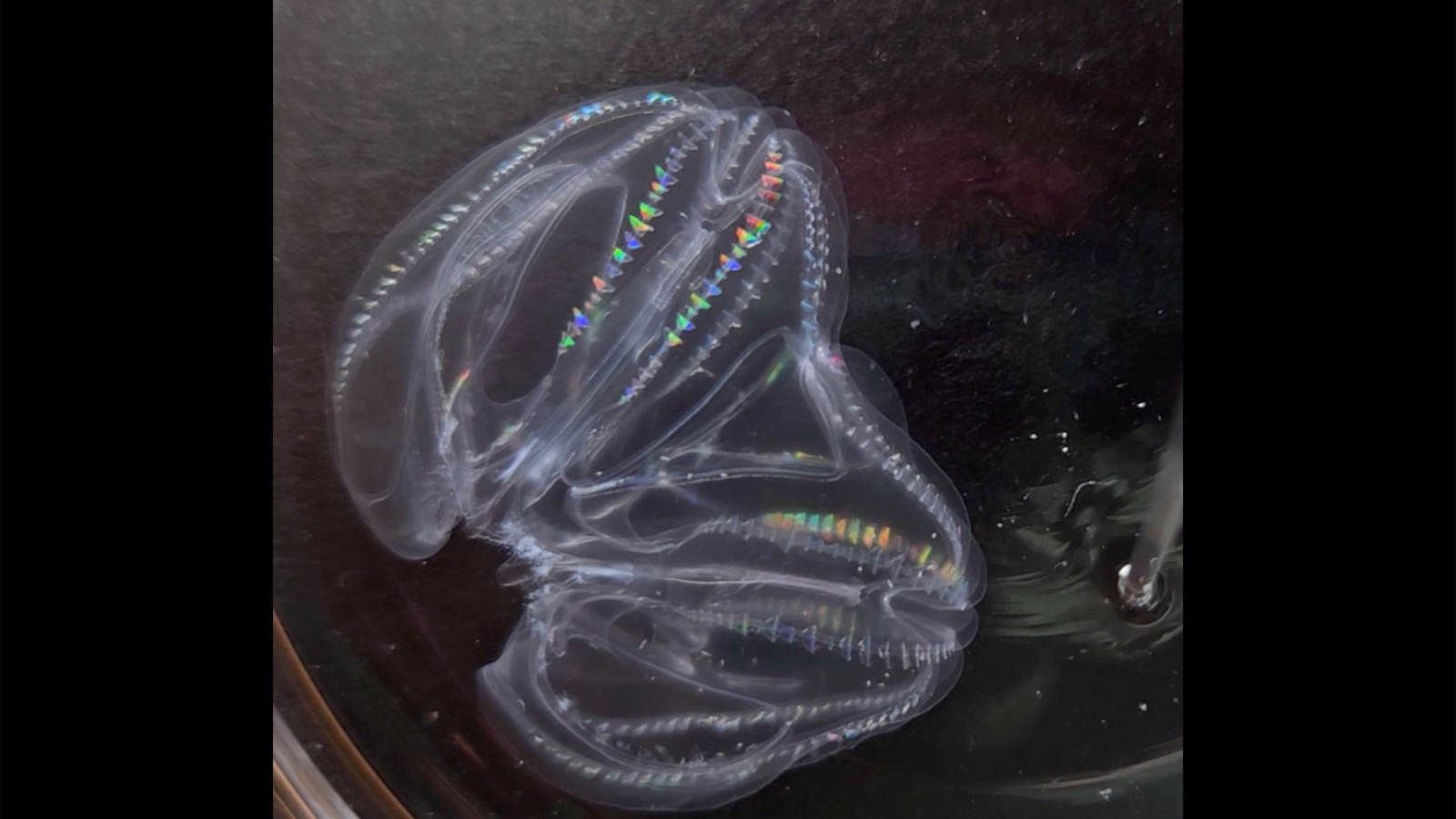 Two comb jellies can merge into one and keep both ends