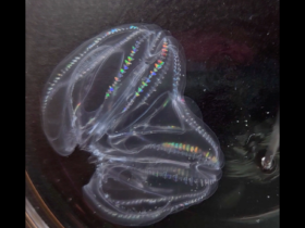 Two comb jellies can merge into one and keep both ends