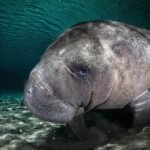 an underwater photo of a baby manatee