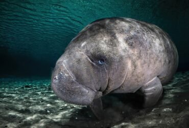 an underwater photo of a baby manatee