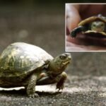 Woman arrested trying to smuggle 29 turtles wrapped in socks into Canada