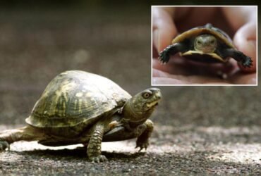 Woman arrested trying to smuggle 29 turtles wrapped in socks into Canada