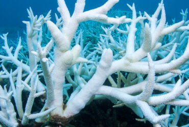 44% of Warm-Water Coral Faces Extinction as Temperatures Rise : ScienceAlert