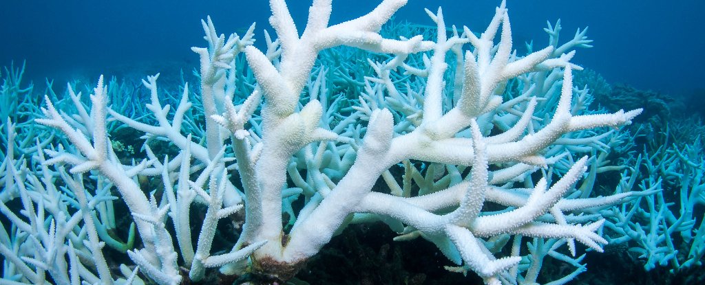 44% of Warm-Water Coral Faces Extinction as Temperatures Rise : ScienceAlert