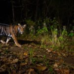 5 fascinating nature photos from the National Geographic photos of the year