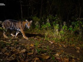 5 fascinating nature photos from the National Geographic photos of the year