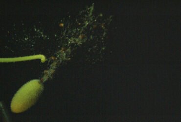 A high-speed camera captures cucumber seeds at a speed of 20 meters per second