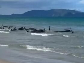 Almost 40 whales refloated after stranding at Northland beach