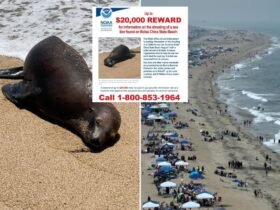 California sea lion killer wanted by federal and state officials