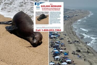 California sea lion killer wanted by federal and state officials