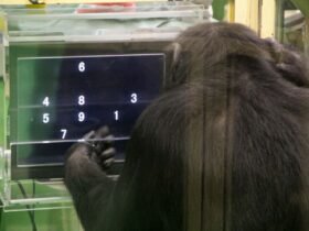 Chimps do better at difficult tasks when they have an audience